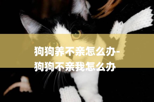狗狗養不親怎么辦-
狗狗不親我怎么辦