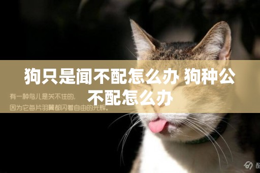 狗只是聞不配怎么辦 狗種公不配怎么辦