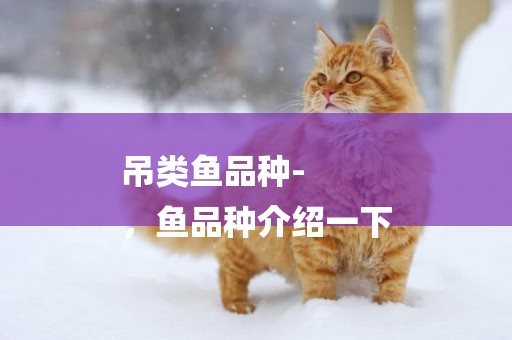 吊類魚品種-
，魚品種介紹一下