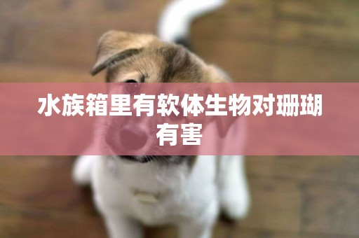 水族箱里有軟體生物對珊瑚有害
