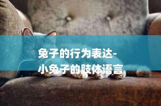 兔子的行為表達-
小兔子的肢體語言