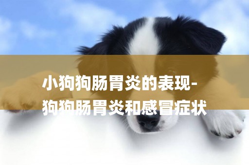 小狗狗腸胃炎的表現-
狗狗腸胃炎和感冒癥狀