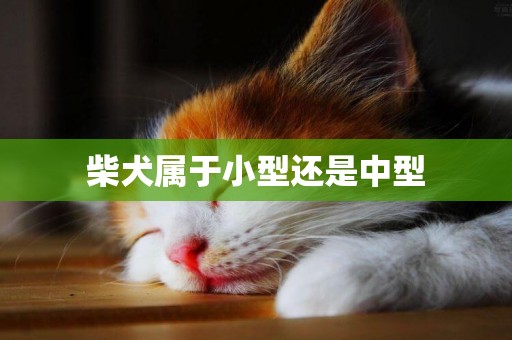 柴犬屬于小型還是中型