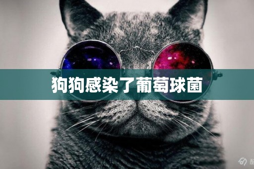 狗狗感染了葡萄球菌