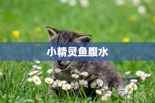 小精靈魚腹水