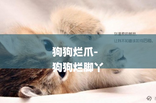 狗狗爛爪-
狗狗爛腳丫