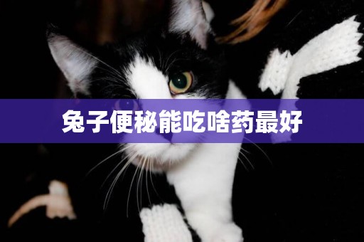 兔子便秘能吃啥藥最好