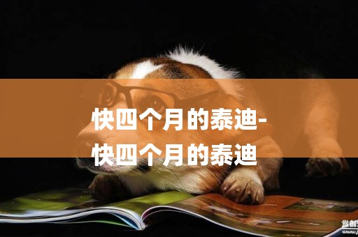 快四個月的泰迪-
快四個月的泰迪