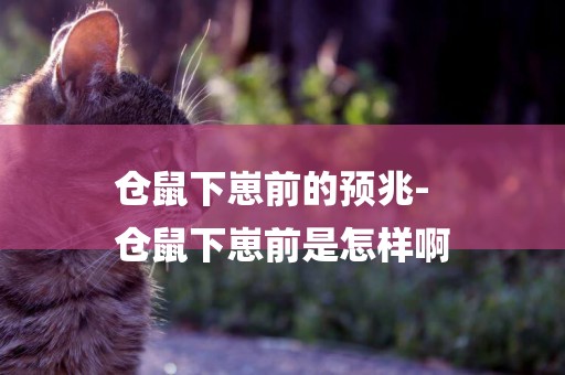 倉鼠下崽前的預兆-
倉鼠下崽前是怎樣啊