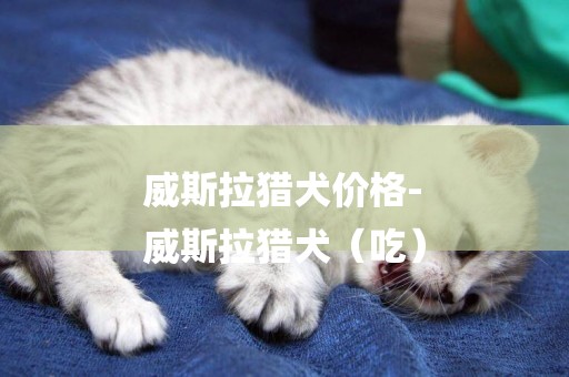 威斯拉獵犬價格-
威斯拉獵犬（吃）