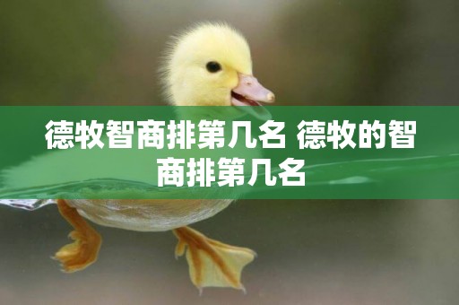 德牧智商排第幾名 德牧的智商排第幾名