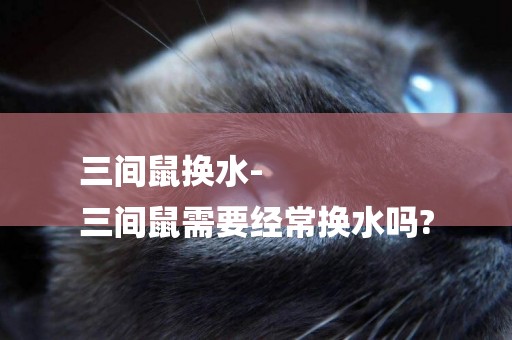 三間鼠換水-
三間鼠需要經常換水嗎?