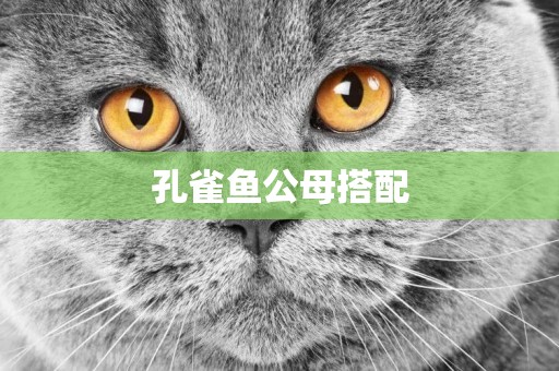 孔雀魚公母搭配