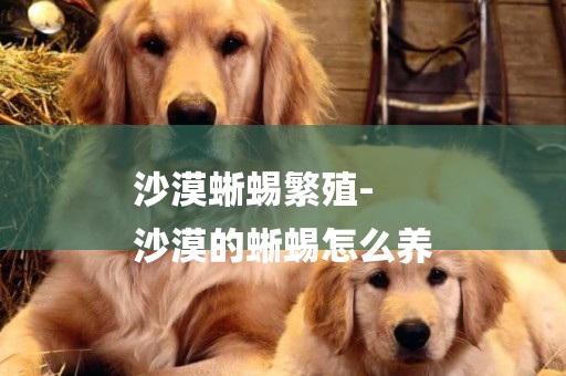 沙漠蜥蜴繁殖-
沙漠的蜥蜴怎么養
