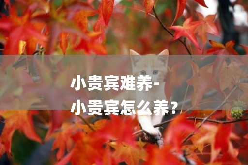 小貴賓難養-
小貴賓怎么養？