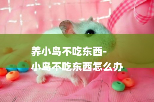 養小鳥不吃東西-
小鳥不吃東西怎么辦