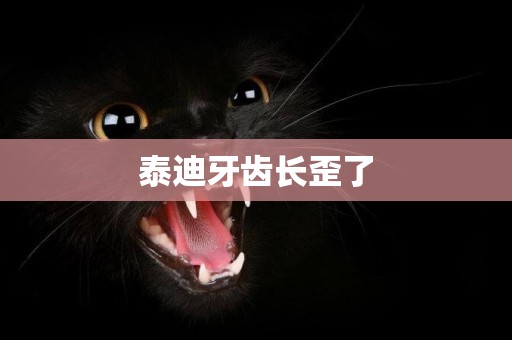 泰迪牙齒長歪了