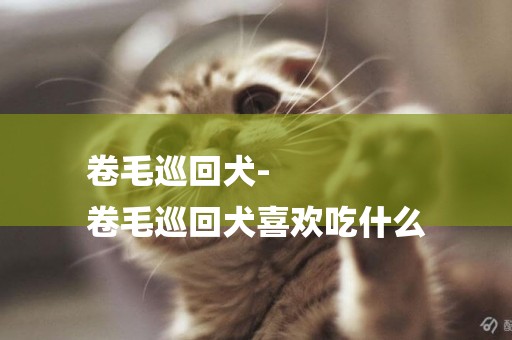 卷毛巡回犬-
卷毛巡回犬喜歡吃什么