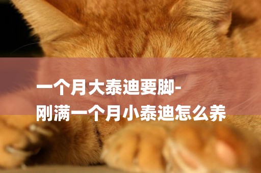 一個月大泰迪要腳-
剛滿一個月小泰迪怎么養