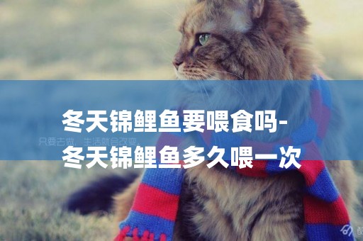 冬天錦鯉魚要喂食嗎-
冬天錦鯉魚多久喂一次