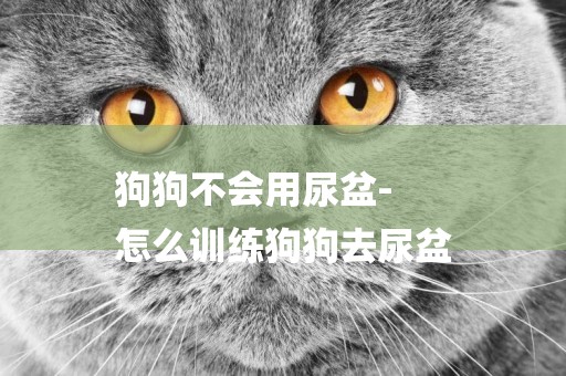 狗狗不會用尿盆-
怎么訓練狗狗去尿盆