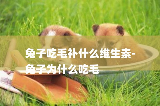 兔子吃毛補什么維生素-
兔子為什么吃毛