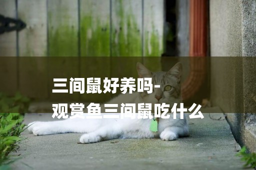 三間鼠好養嗎-
觀賞魚三間鼠吃什么