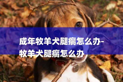 成年牧羊犬腿瘸怎么辦-
牧羊犬腿瘸怎么辦
