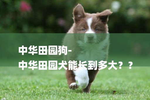 中華田園狗-
中華田園犬能長到多大？？
