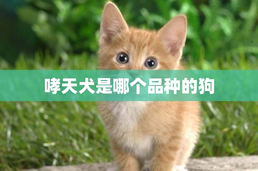 哮天犬是哪個品種的狗