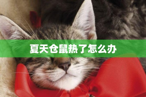 夏天倉鼠熱了怎么辦