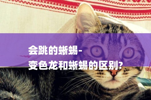 會跳的蜥蜴-
變色龍和蜥蜴的區別?