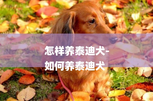 怎樣養泰迪犬-
如何養泰迪犬
