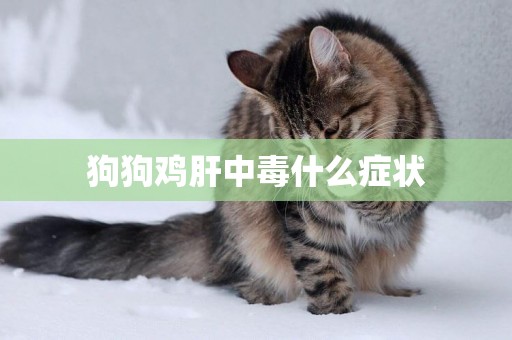 狗狗雞肝中毒什么癥狀