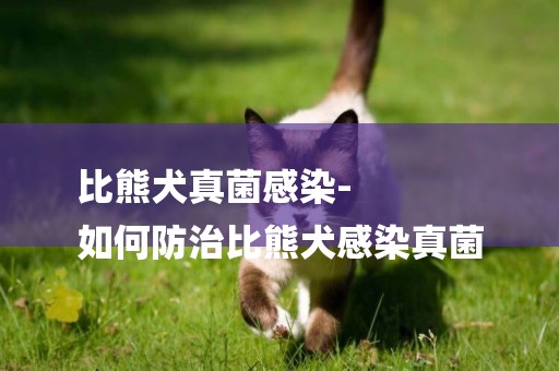 比熊犬真菌感染-
如何防治比熊犬感染真菌