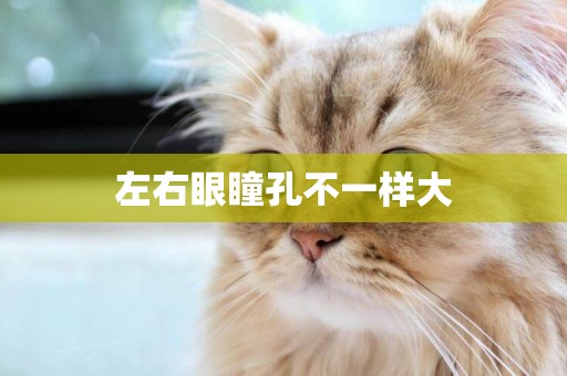 左右眼瞳孔不一樣大