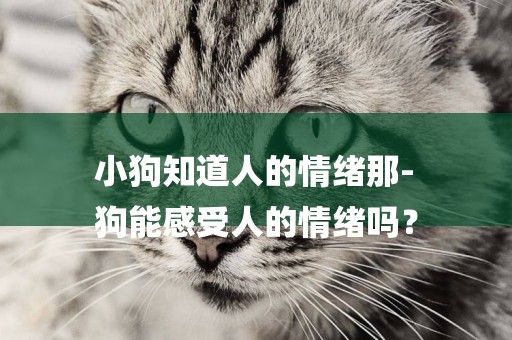 小狗知道人的情緒那-
狗能感受人的情緒嗎？