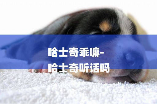哈士奇乖嘛-
哈士奇聽話嗎