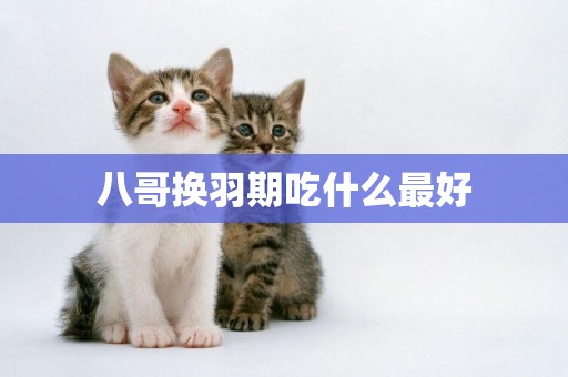 八哥換羽期吃什么最好