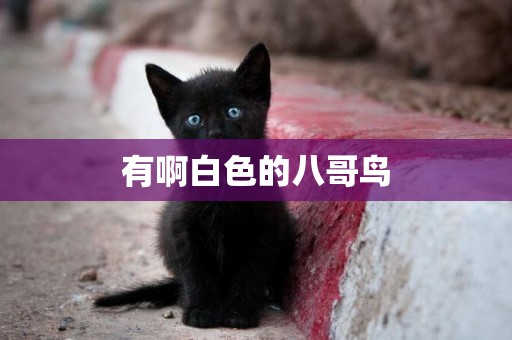 有啊白色的八哥鳥