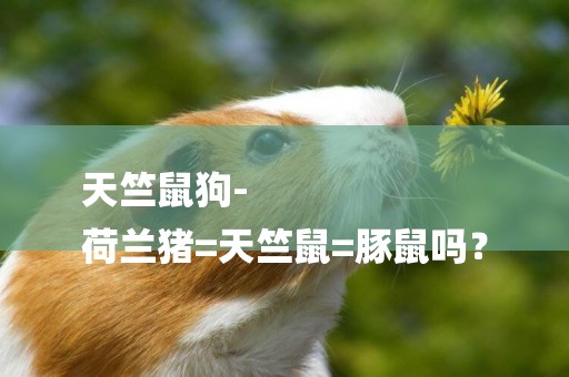 天竺鼠狗-
荷蘭豬=天竺鼠=豚鼠嗎？