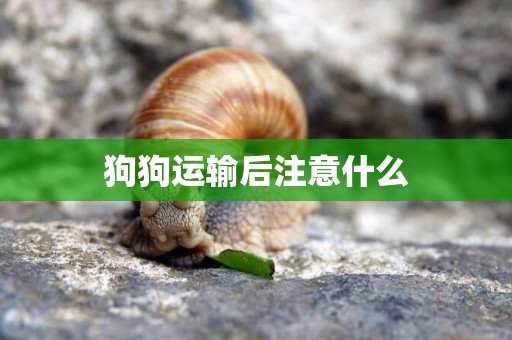 狗狗運輸后注意什么