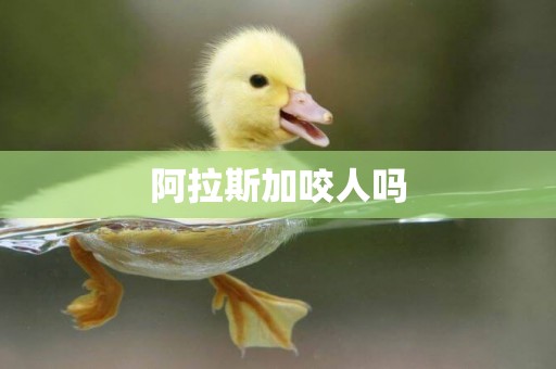 阿拉斯加咬人嗎
