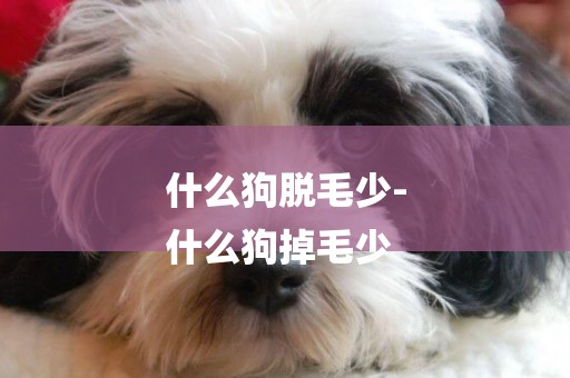 什么狗脫毛少-
什么狗掉毛少
