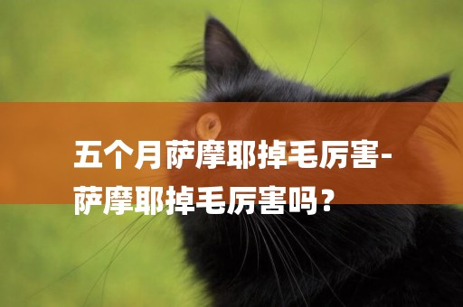 五個月薩摩耶掉毛厲害-
薩摩耶掉毛厲害嗎？