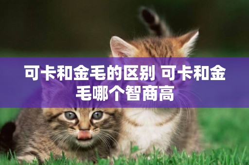 可卡和金毛的區別 可卡和金毛哪個智商高