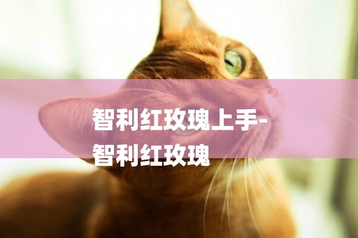 智利紅玫瑰上手-
智利紅玫瑰
