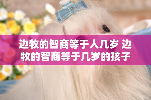 邊牧的智商等于人幾歲 邊牧的智商等于幾歲的孩子