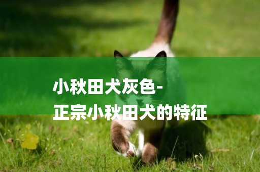 小秋田犬灰色-
正宗小秋田犬的特征