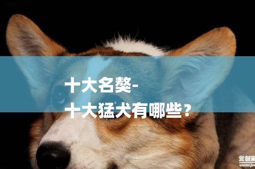 十大名獒-
十大猛犬有哪些？